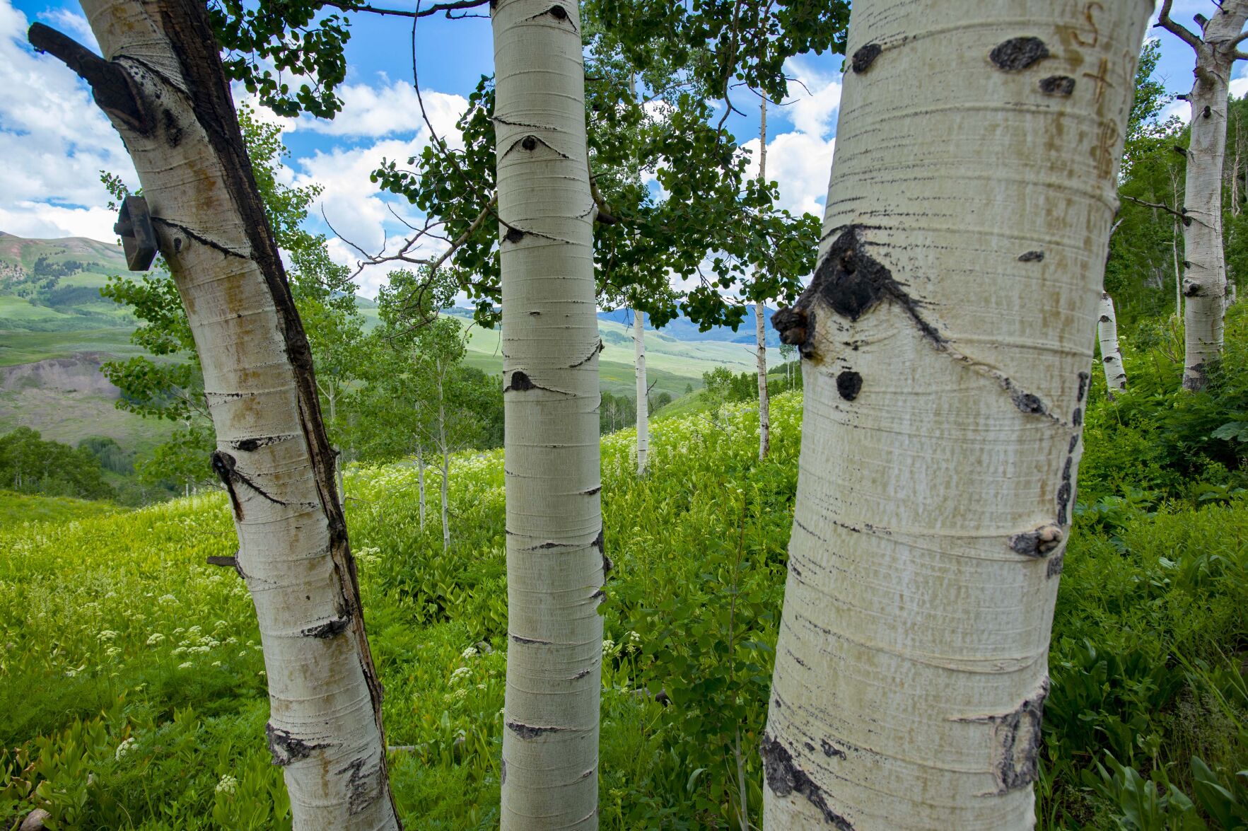 06_30_21 crested butte02983.jpg
